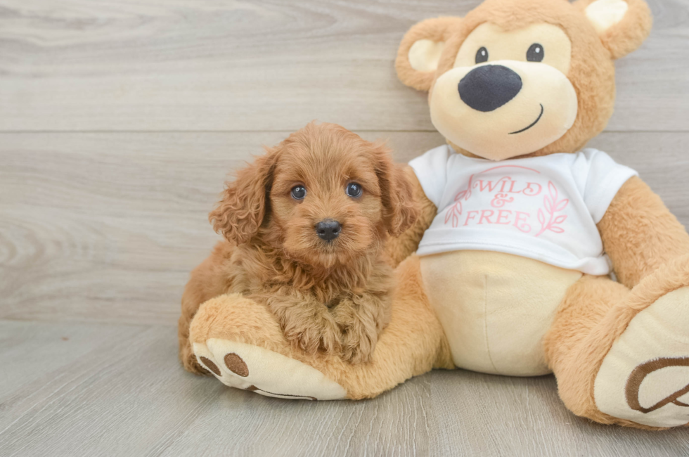 6 week old Cavapoo Puppy For Sale - Premier Pups