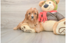 Best Cavapoo Baby