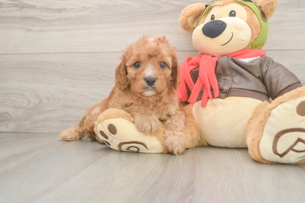 Best Cavapoo Baby