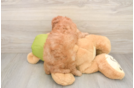Fluffy Cavapoo Poodle Mix Pup
