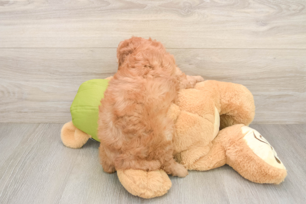 Fluffy Cavapoo Poodle Mix Pup
