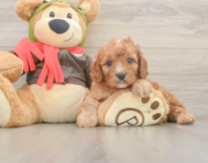 7 week old Cavapoo Puppy For Sale - Premier Pups