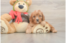 Playful Cavapoodle Poodle Mix Puppy