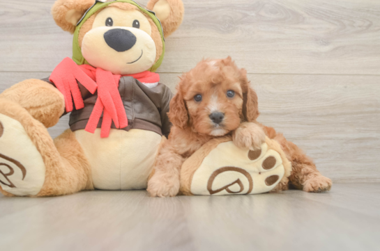 Playful Cavapoodle Poodle Mix Puppy