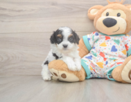 7 week old Cavapoo Puppy For Sale - Premier Pups