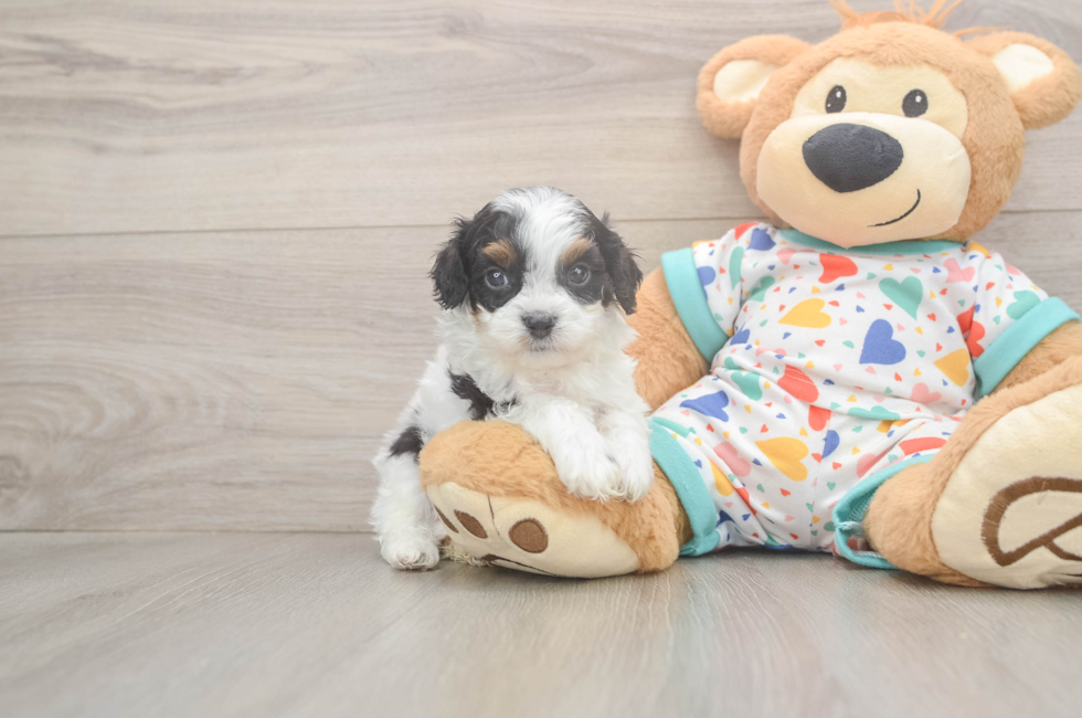 5 week old Cavapoo Puppy For Sale - Premier Pups