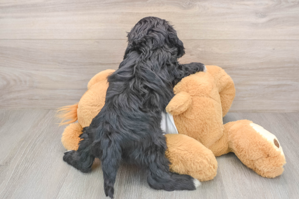 Little Cavipoo Poodle Mix Puppy