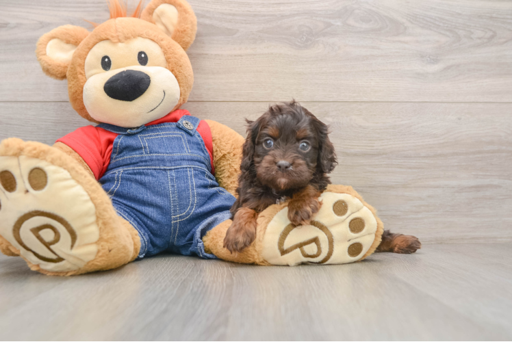 Adorable Cavalier King Charles Spaniel and Poodle Mix Poodle Mix Puppy