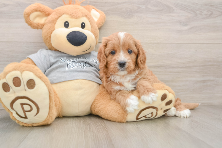 Happy Cavapoo Baby