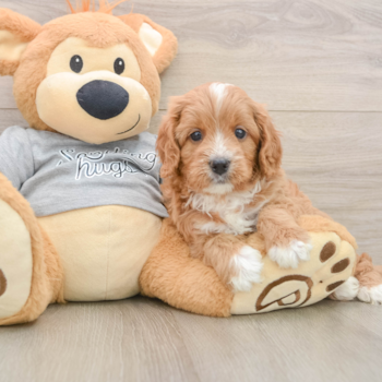 Happy Cavapoo Baby