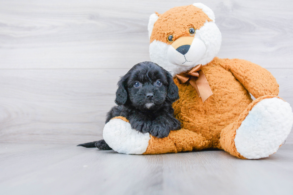 Popular Cavapoo Poodle Mix Pup