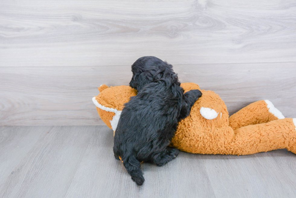 Smart Cavapoo Poodle Mix Pup