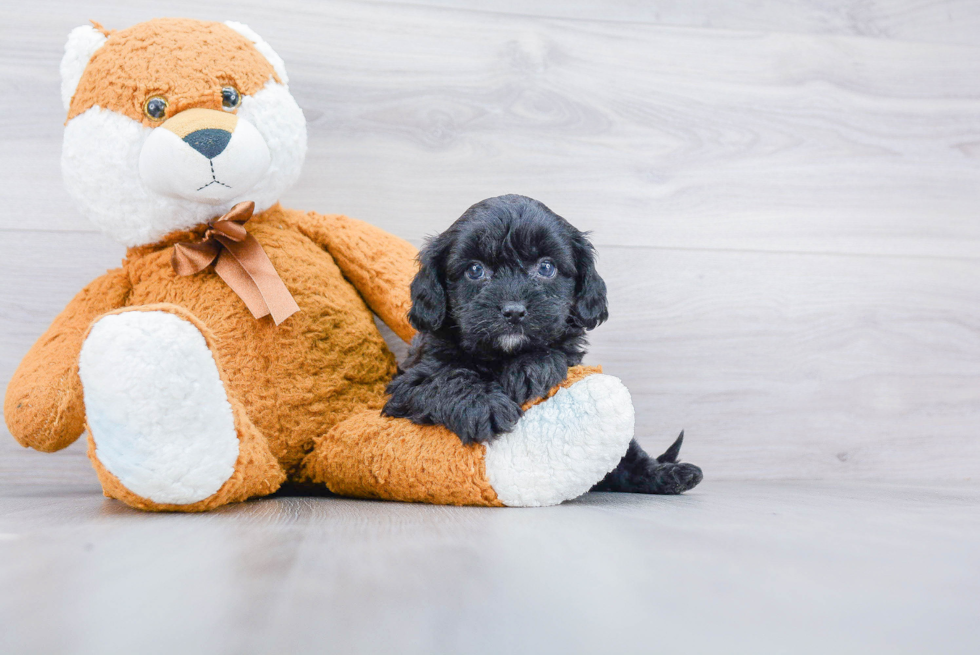 Smart Cavapoo Poodle Mix Pup