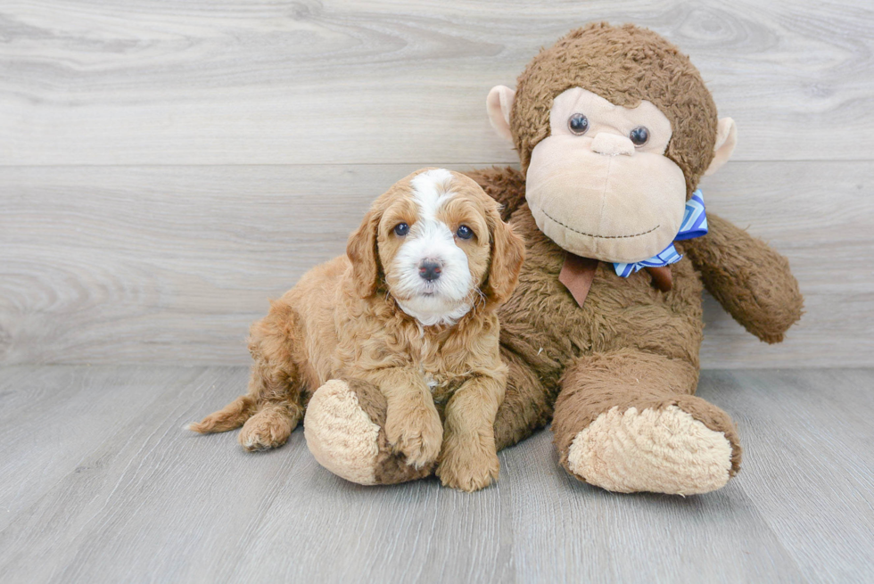 Funny Cavapoo Poodle Mix Pup