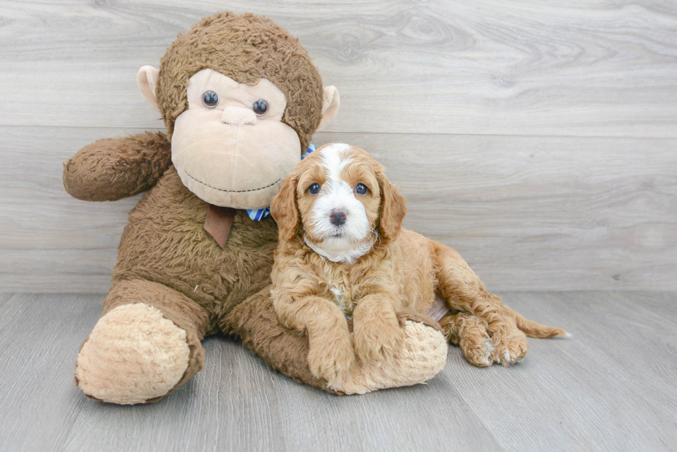 Cavapoo Puppy for Adoption