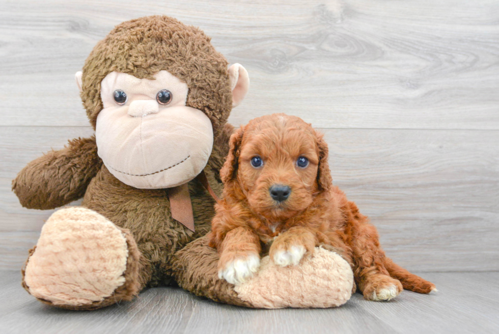 Little Cavoodle Poodle Mix Puppy