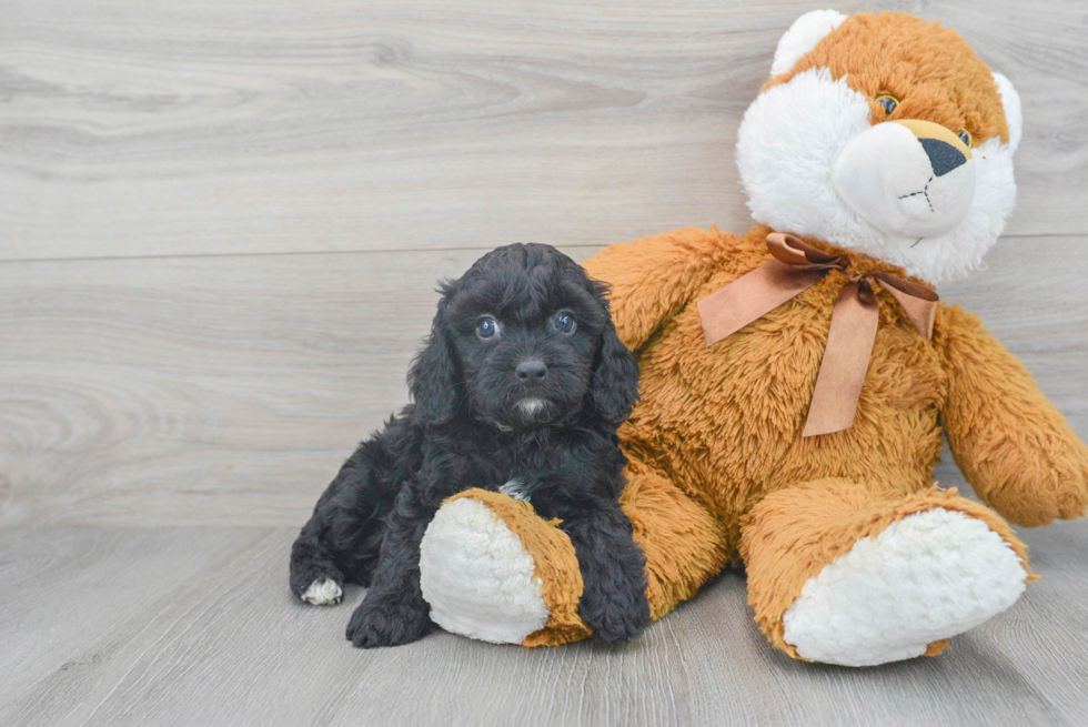 Cavapoo Pup Being Cute