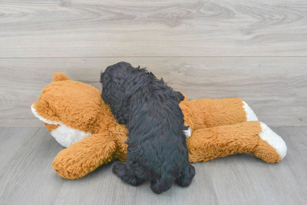 Cavapoo Pup Being Cute