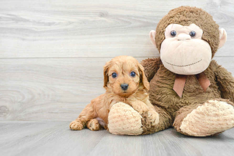 Happy Cavapoo Baby