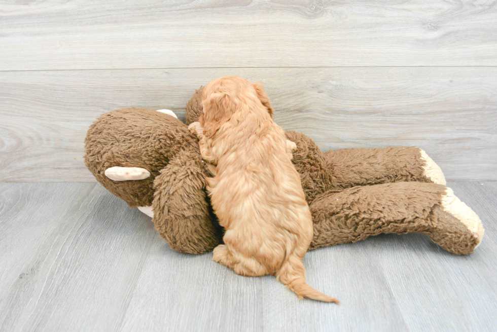 Cavapoo Pup Being Cute