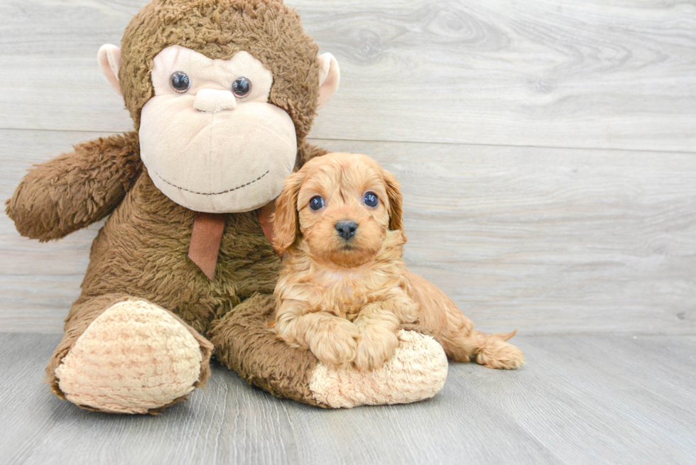 Cavapoo Puppy for Adoption