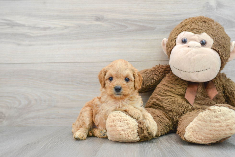 Popular Cavapoo Poodle Mix Pup