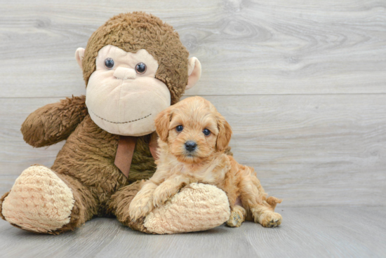 Popular Cavapoo Poodle Mix Pup