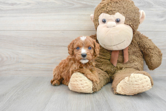 Smart Cavapoo Poodle Mix Pup