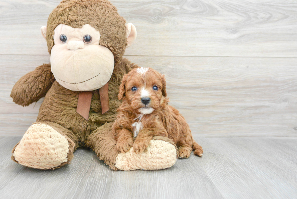 Best Cavapoo Baby