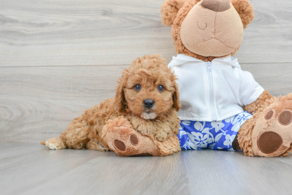 Cavapoo Puppy for Adoption