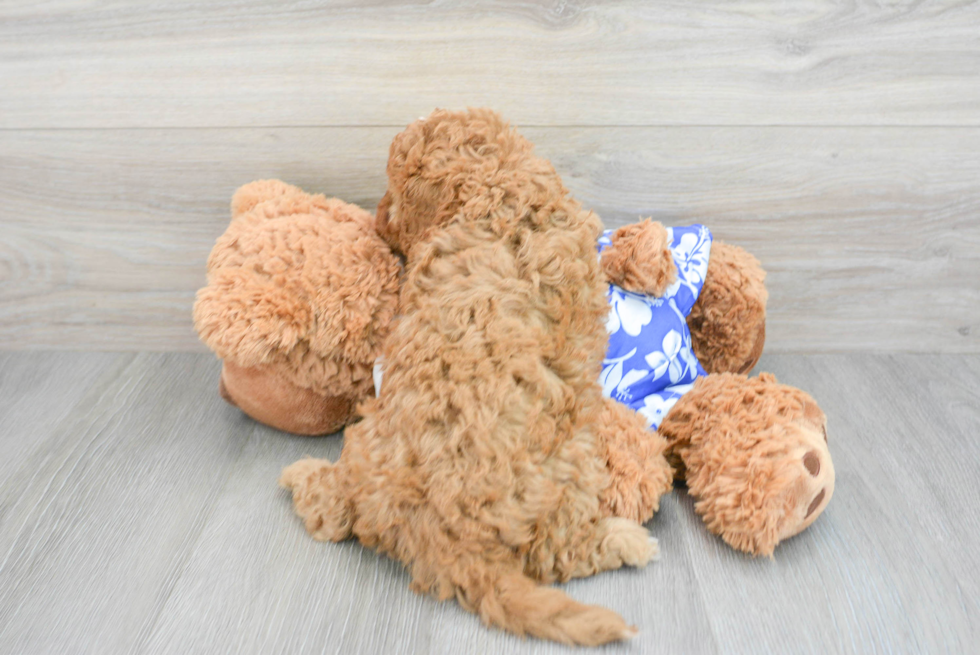 Funny Cavapoo Poodle Mix Pup