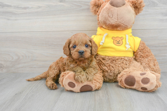 Cavapoo Puppy for Adoption