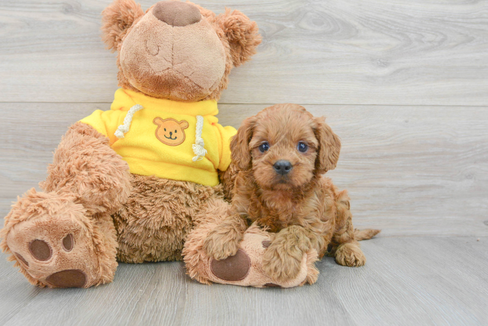 Small Cavapoo Baby