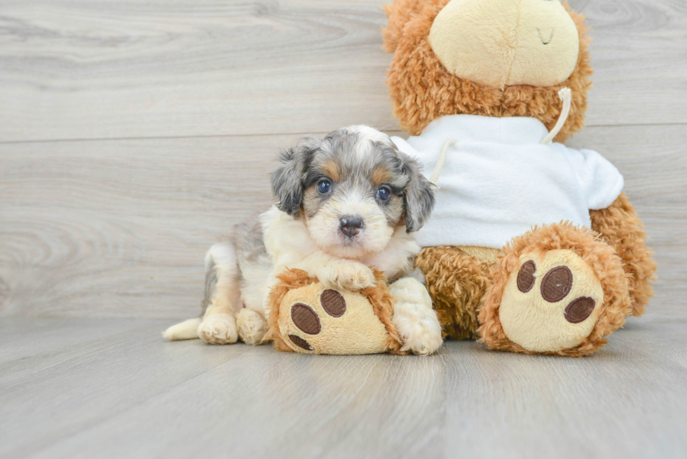 Sweet Cavapoo Baby