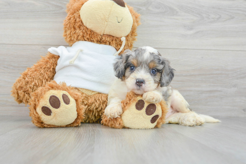 Happy Cavapoo Baby