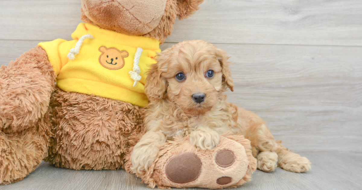 Popular Cavapoo Flash: 5lb 11oz Doodle Puppy