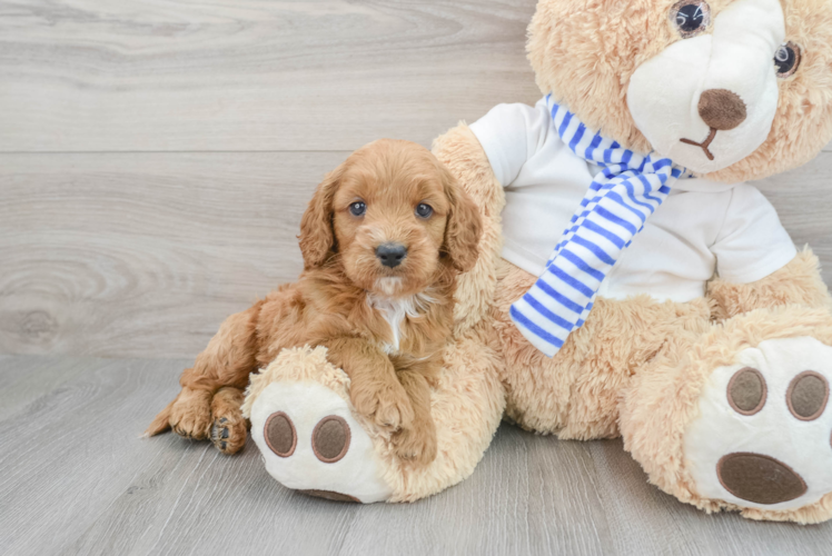 Cavapoo Puppy for Adoption