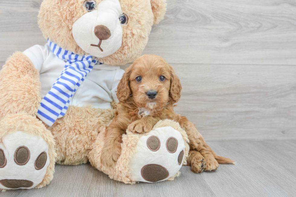 Cavapoo Pup Being Cute