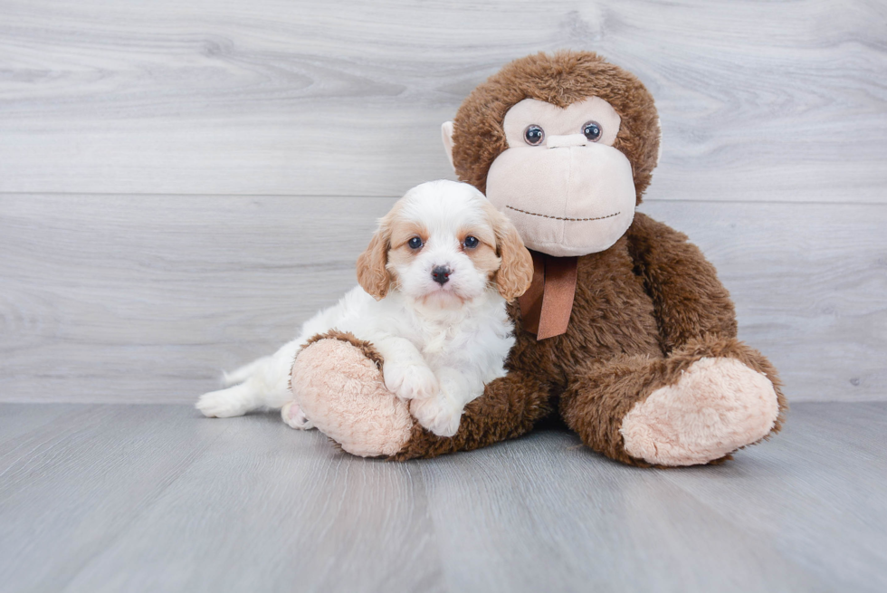 Cute Cavapoo Baby