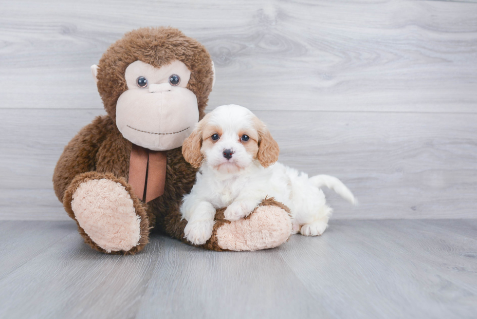 Cavapoo Puppy for Adoption