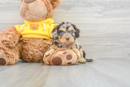 Playful Cavoodle Poodle Mix Puppy