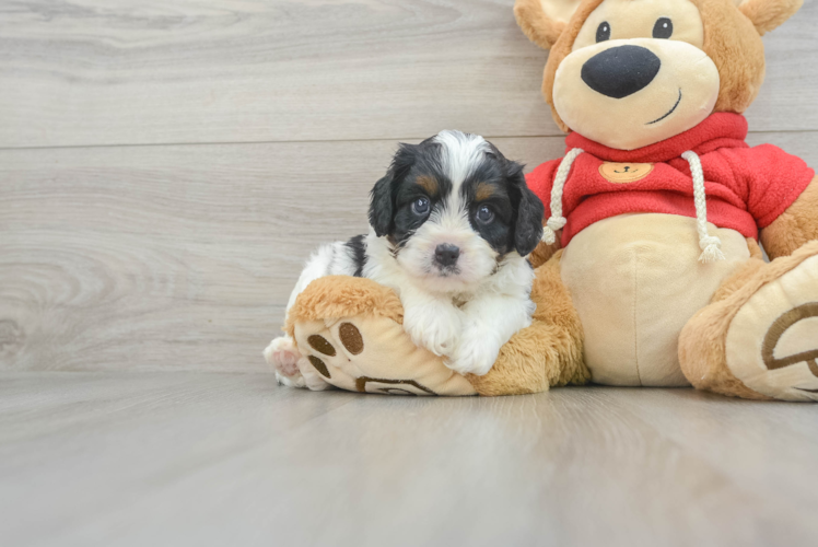 Cavapoo Puppy for Adoption