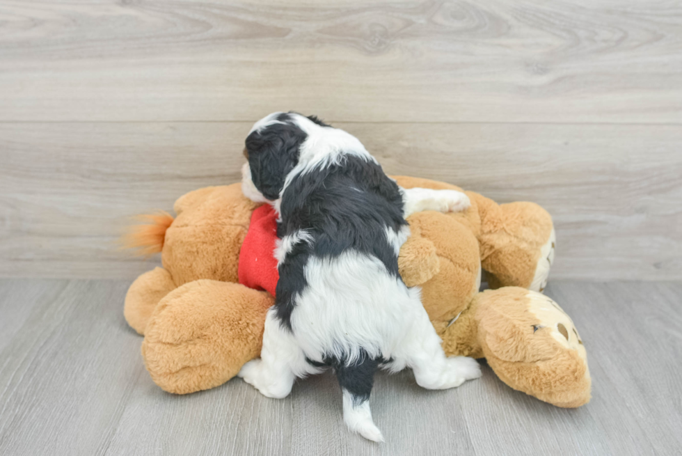 Playful Cavoodle Poodle Mix Puppy