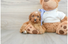 Little Cavipoo Poodle Mix Puppy