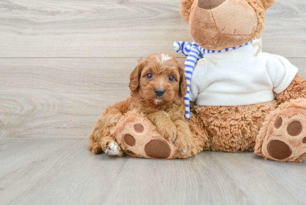 Little Cavipoo Poodle Mix Puppy