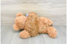 Cavapoo Puppy for Adoption