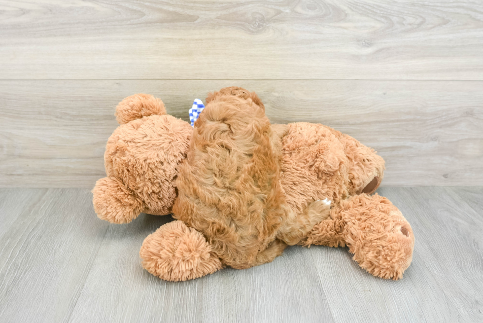 Cavapoo Puppy for Adoption