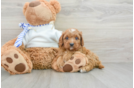 Best Cavapoo Baby