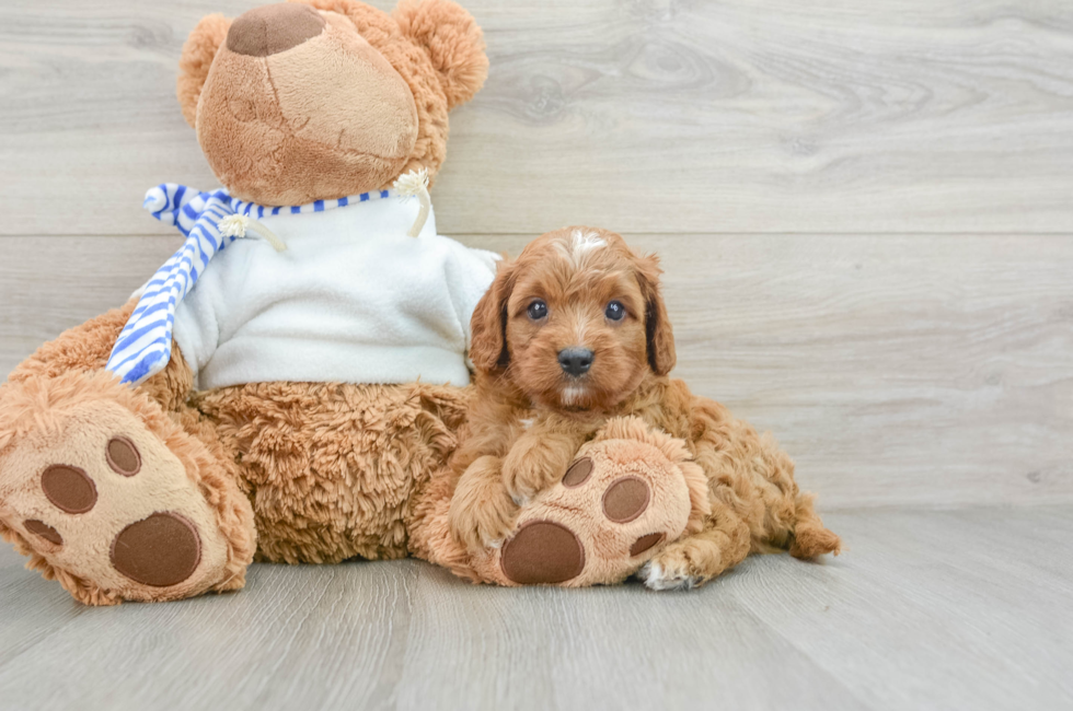 6 week old Cavapoo Puppy For Sale - Premier Pups