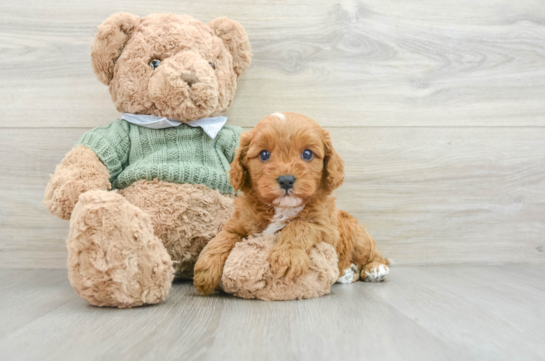 Cavapoo Puppy for Adoption